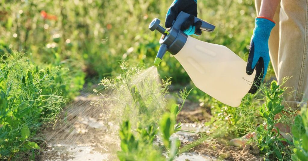 controle de pragas em São Luís
