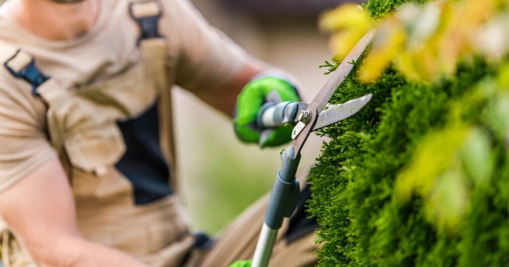 poda e plantio em São Luís